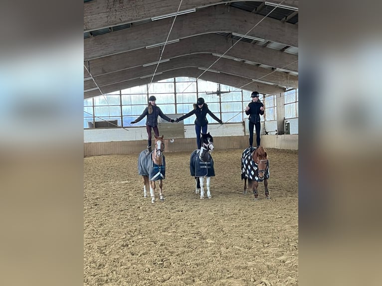 German Riding Pony Gelding 11 years 14,1 hh Chestnut-Red in Recke, bei Osnabrück