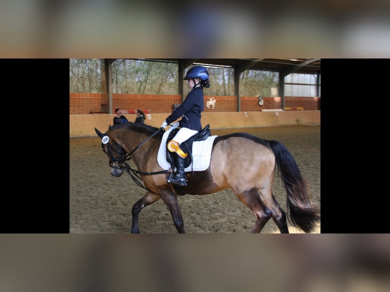 German Riding Pony Gelding 11 years 14,1 hh in Dorsten