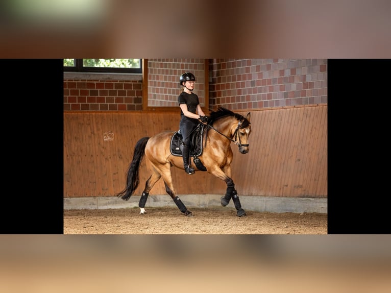 German Riding Pony Gelding 11 years 14,1 hh in Dorsten