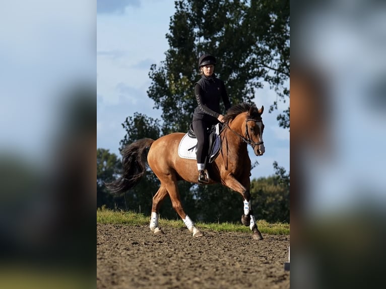 German Riding Pony Gelding 11 years 14.1 hh Dun in Dobersdorf