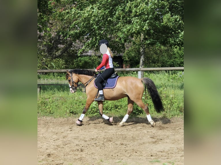 German Riding Pony Gelding 11 years 14.1 hh Dun in Dobersdorf