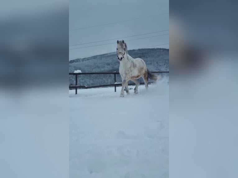 German Riding Pony Gelding 11 years 14.1 hh Grey in Wien, Penzing