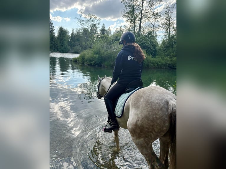 German Riding Pony Gelding 11 years 14.1 hh Grey in Geltendorf