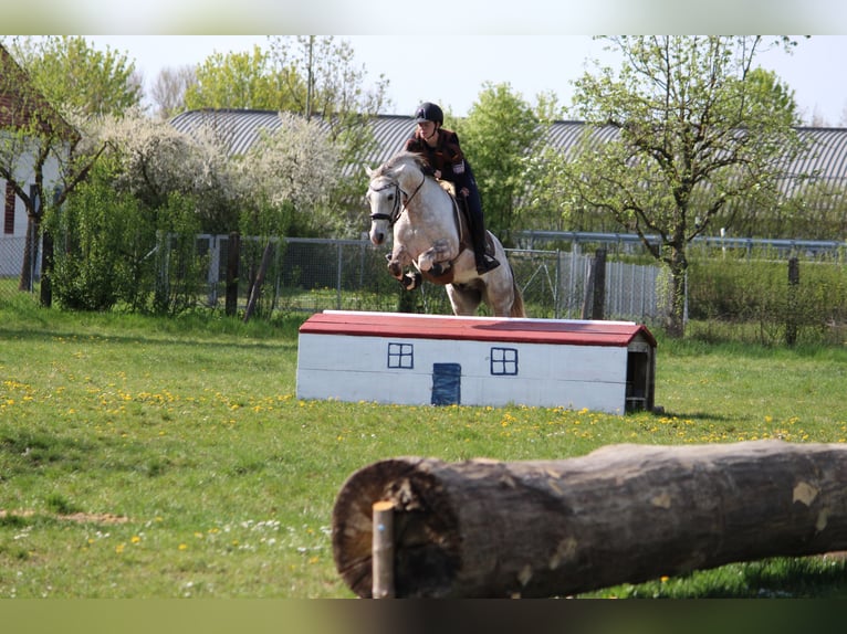German Riding Pony Gelding 11 years 14.1 hh Grey in Geltendorf