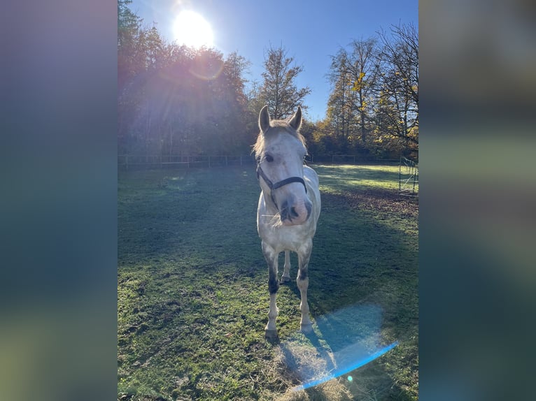 German Riding Pony Gelding 11 years 14.1 hh Grey in Geltendorf
