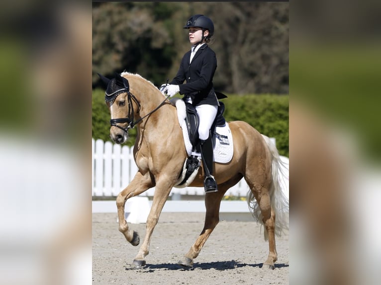 German Riding Pony Gelding 11 years 14,1 hh Palomino in Münster