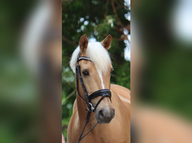 German Riding Pony Gelding 11 years 14,1 hh Palomino in Münster