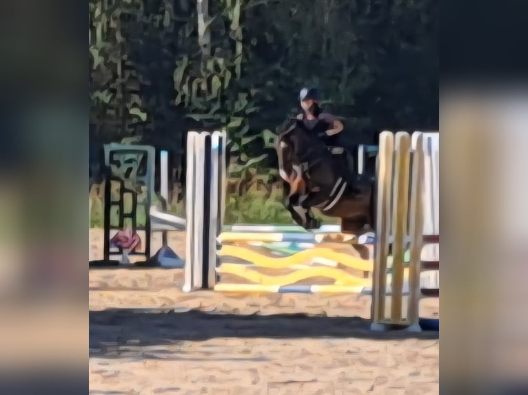 German Riding Pony Gelding 11 years 14.2 hh Bay-Dark in Wolmirstedt