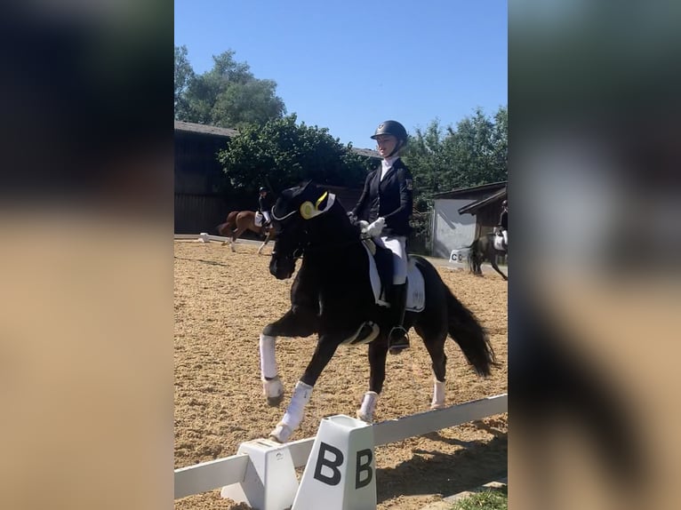 German Riding Pony Gelding 11 years 14.2 hh Black in Vöhringen