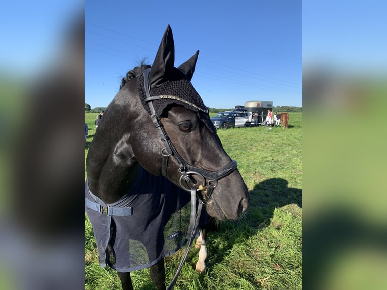 German Riding Pony Gelding 11 years 14.2 hh Black in Vöhringen