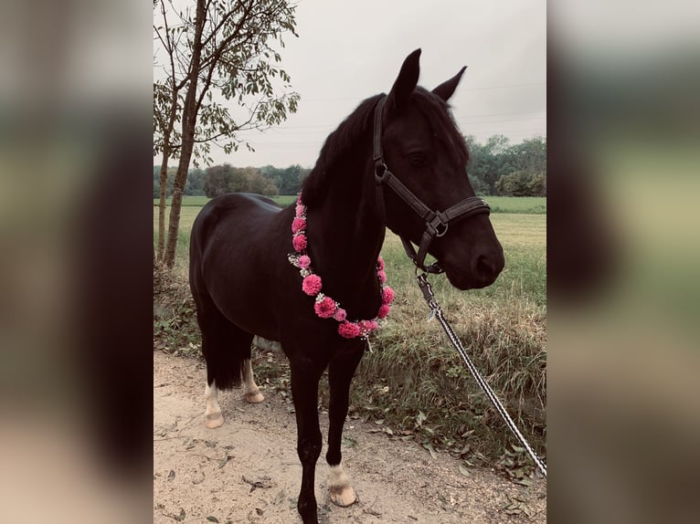 German Riding Pony Gelding 11 years 14.2 hh Black in Vöhringen