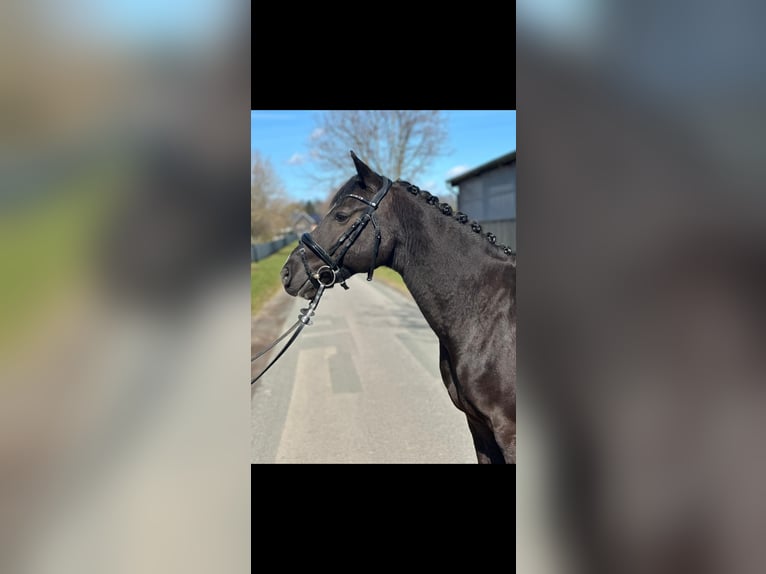 German Riding Pony Gelding 11 years 14.2 hh Black in Bersenbrück