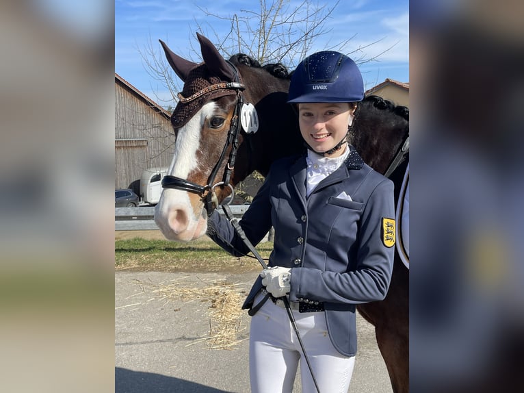German Riding Pony Gelding 11 years 14.2 hh Brown in Pforzheim