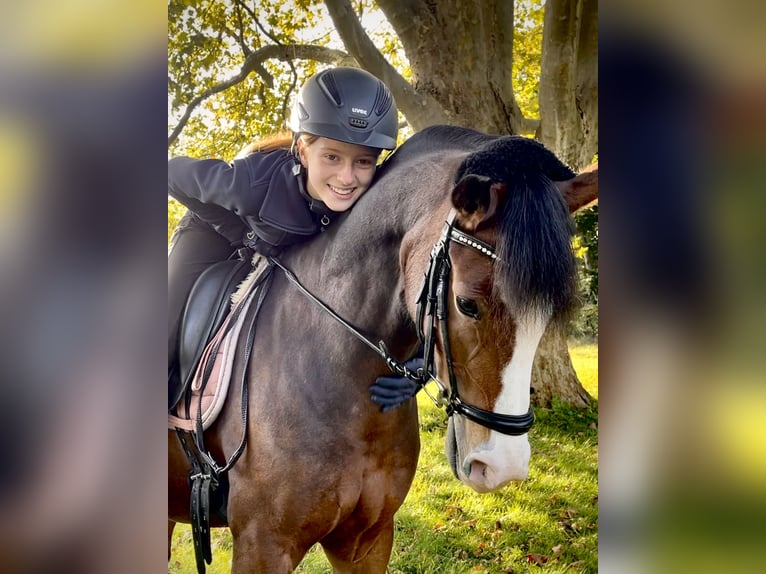 German Riding Pony Gelding 11 years 14.2 hh Brown in Pforzheim