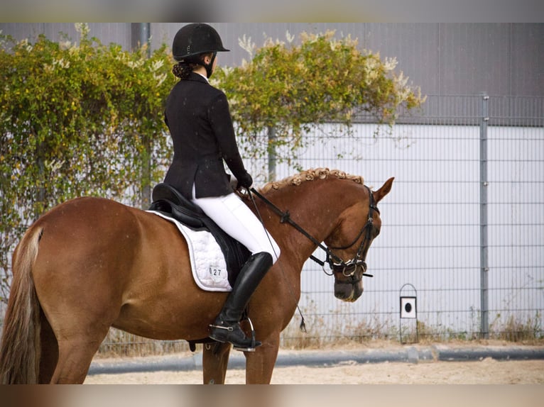 German Riding Pony Gelding 11 years 14.2 hh Chestnut in Alfeld