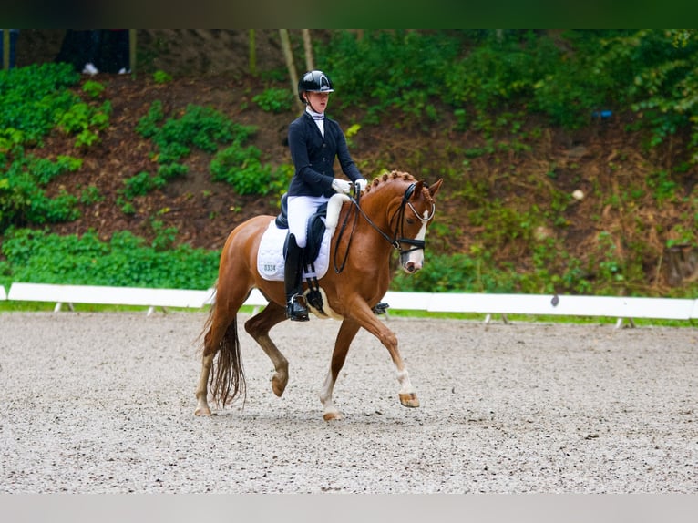 German Riding Pony Gelding 11 years 14,2 hh Chestnut-Red in Brekendorf