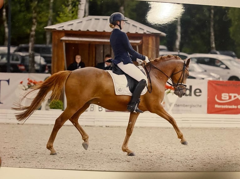 German Riding Pony Gelding 11 years 14,2 hh Chestnut-Red in Burgdorf
