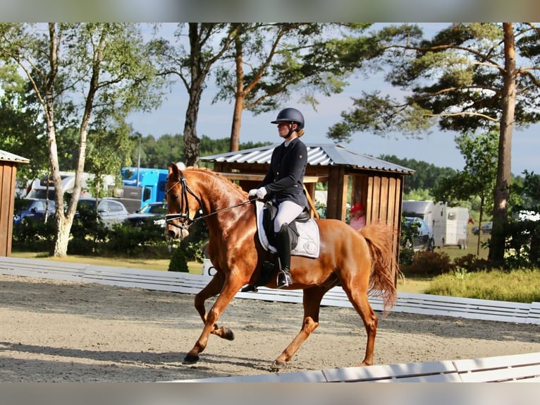 German Riding Pony Gelding 11 years 14,2 hh Chestnut-Red in Burgdorf