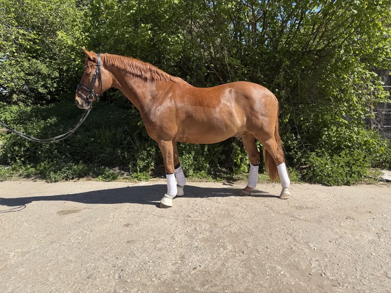 German Riding Pony Gelding 11 years 14.2 hh Chestnut-Red in Kevelaer