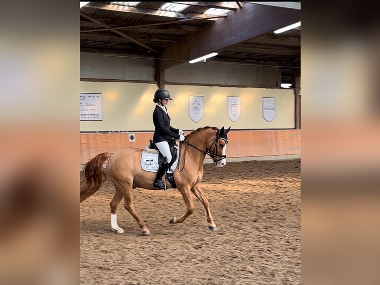 German Riding Pony Gelding 11 years 14,2 hh Chestnut-Red in Freirachdorf