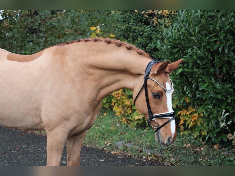 German Riding Pony Gelding 11 years 14,2 hh Chestnut-Red in Recke, bei Osnabrück