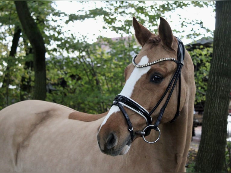 German Riding Pony Gelding 11 years 14,2 hh Chestnut-Red in Recke, bei Osnabrück