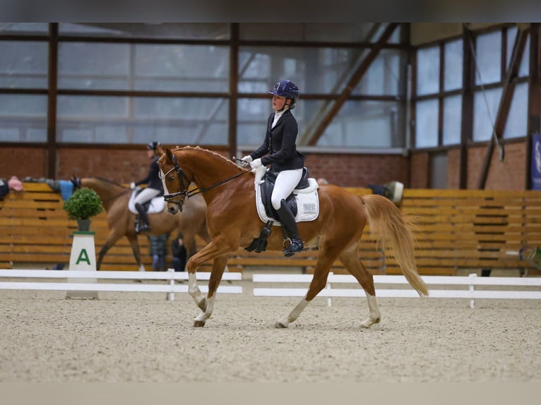 German Riding Pony Gelding 11 years 14.2 hh Chestnut-Red in Schmalfeld