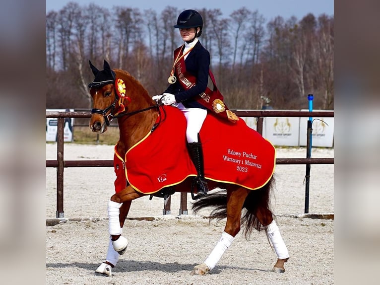 German Riding Pony Gelding 11 years 14,2 hh Chestnut-Red in Warszawa