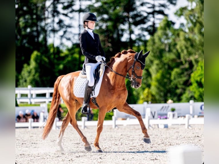 German Riding Pony Gelding 11 years 14,2 hh Chestnut-Red in Warszawa