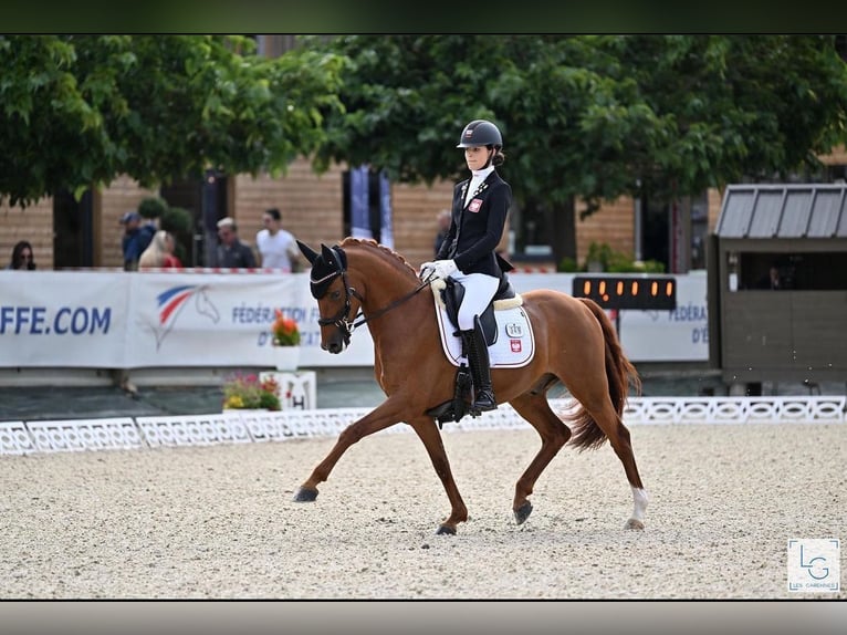 German Riding Pony Gelding 11 years 14,2 hh Chestnut-Red in Warszawa