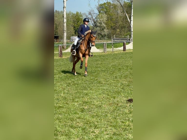 German Riding Pony Gelding 11 years 14.2 hh Chestnut-Red in Lauchringen