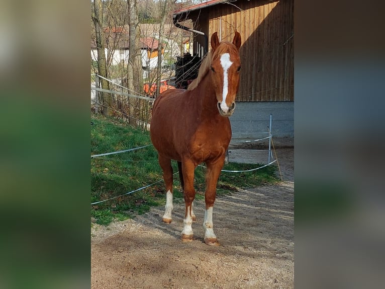 German Riding Pony Gelding 11 years 14,2 hh Chestnut-Red in Schwanenstadt