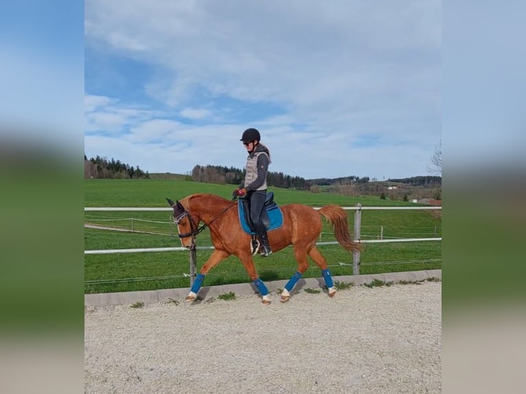 German Riding Pony Gelding 11 years 14,2 hh Chestnut-Red in Schwanenstadt