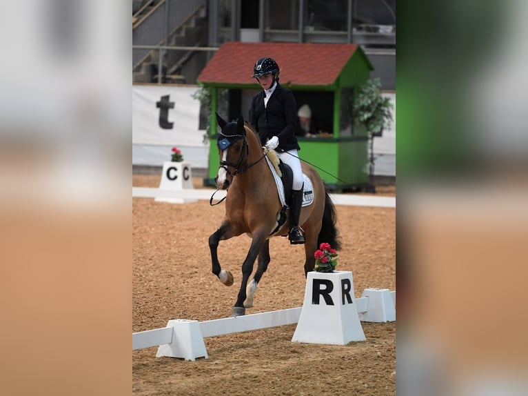 German Riding Pony Gelding 11 years 14,2 hh in Ladenburg