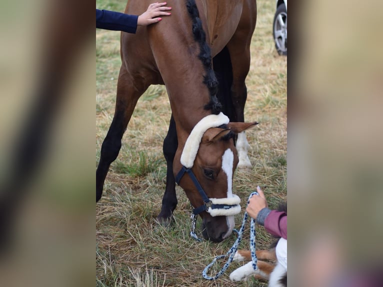 German Riding Pony Gelding 11 years 14,2 hh in Ladenburg