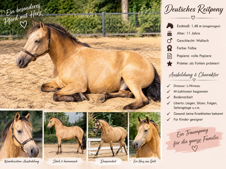 German Riding Pony Gelding 11 years 14.2 hh Dun in Ostbevern