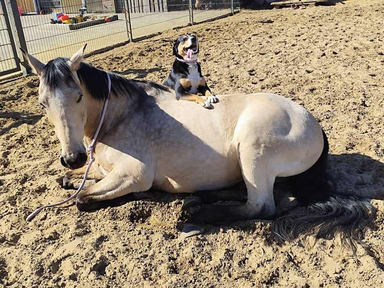 German Riding Pony Gelding 11 years 14.2 hh Dun in Ostbevern