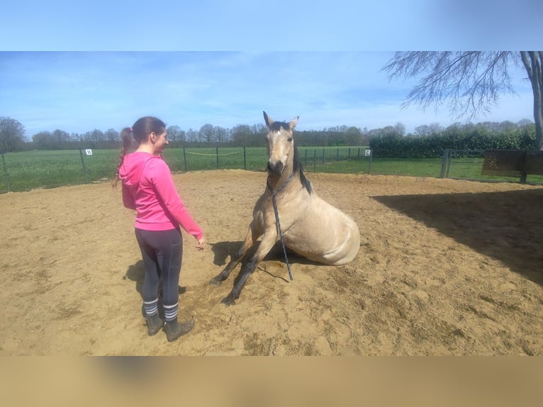 German Riding Pony Gelding 11 years 14.2 hh Dun in Ostbevern