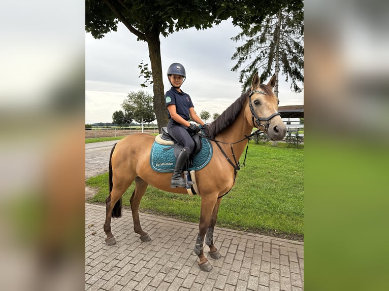 German Riding Pony Gelding 11 years 14,2 hh Dun in Lentzke