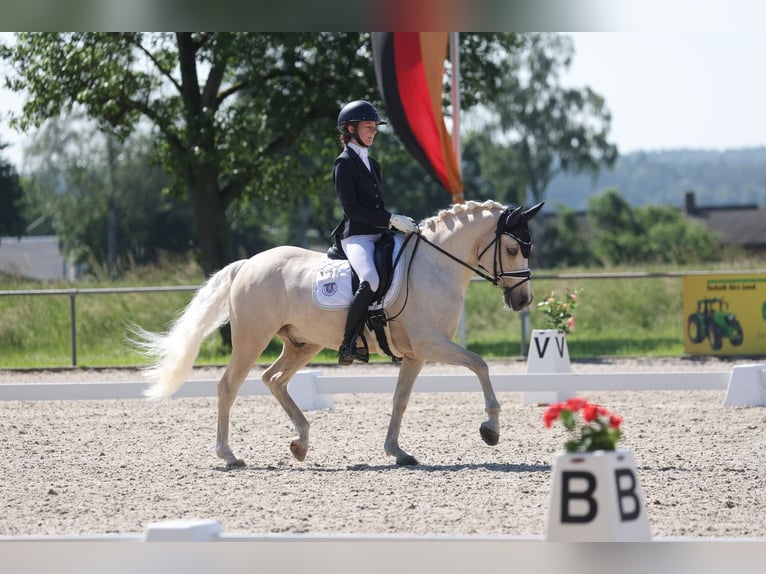 German Riding Pony Gelding 11 years 14.2 hh Palomino in Edermünde