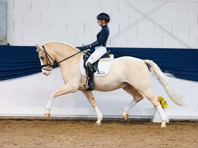 German Riding Pony Gelding 11 years 14,2 hh Palomino in Marsberg