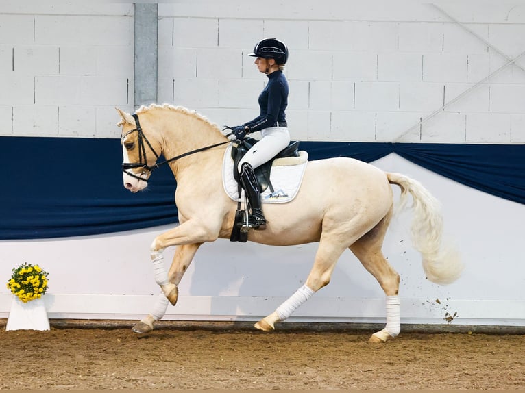 German Riding Pony Gelding 11 years 14,2 hh Palomino in Marsberg