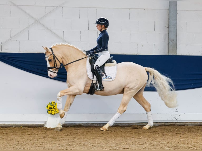 German Riding Pony Gelding 11 years 14,2 hh Palomino in Marsberg