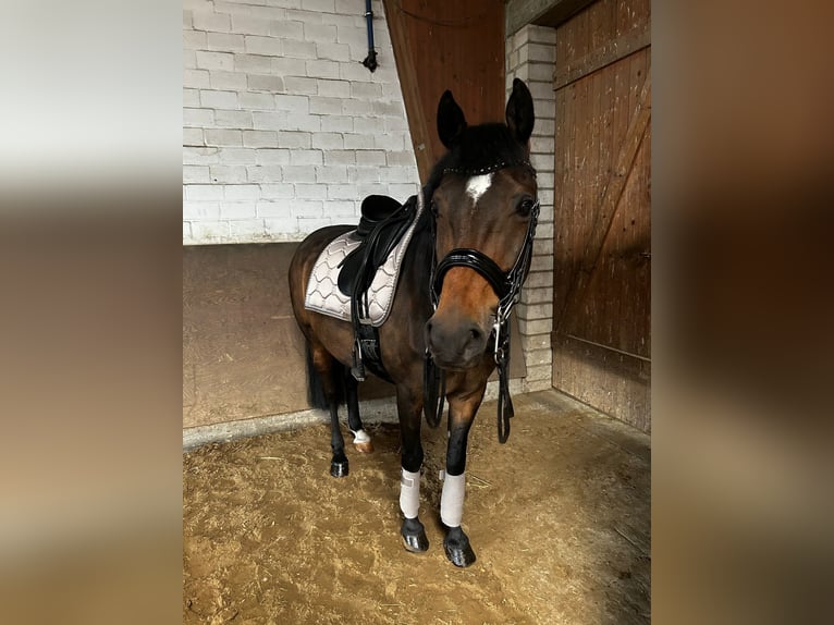 German Riding Pony Gelding 11 years 14,3 hh Bay-Dark in Kamen