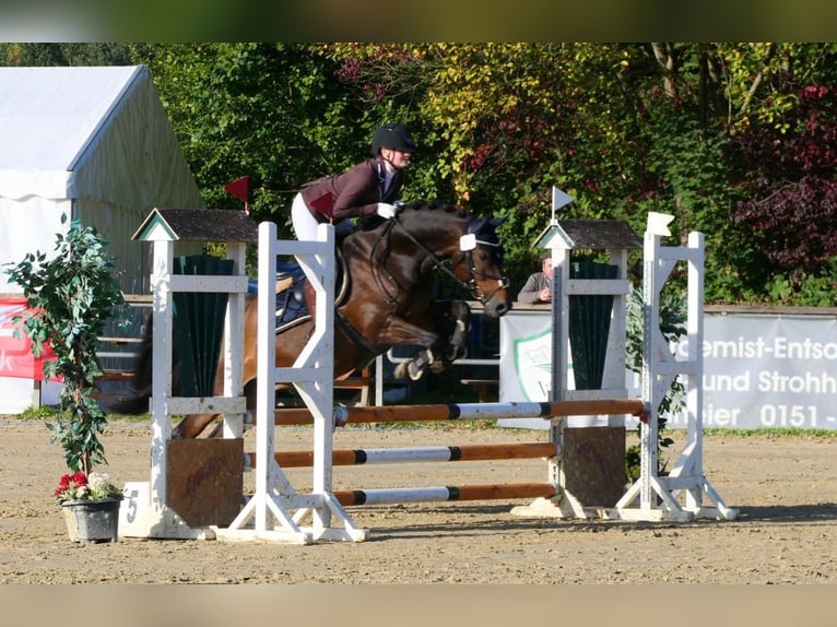 German Riding Pony Gelding 11 years 14,3 hh Bay-Dark in Kamen