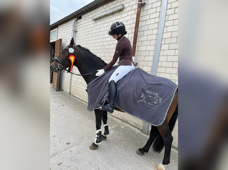 German Riding Pony Gelding 11 years 14,3 hh Bay-Dark in Kamen