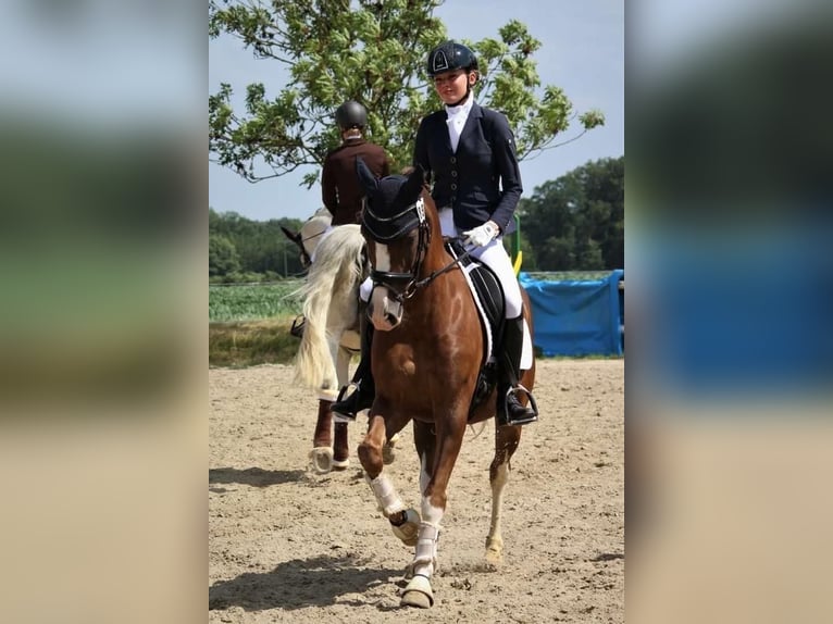 German Riding Pony Gelding 11 years 14,3 hh Chestnut in Emmendingen