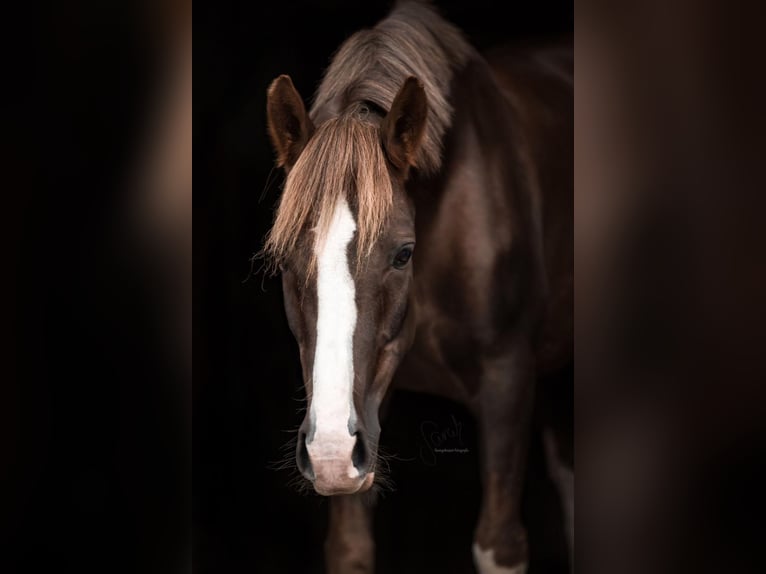 German Riding Pony Gelding 11 years 14,3 hh Chestnut in Emmendingen