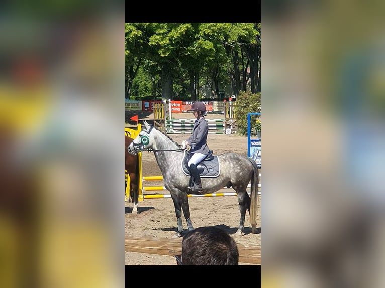 German Riding Pony Gelding 11 years 14,3 hh Gray-Dapple in Wien