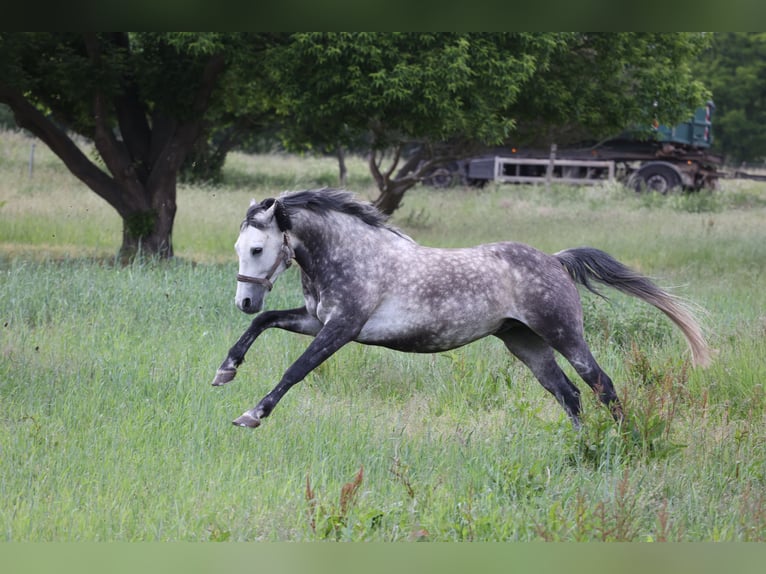 German Riding Pony Gelding 11 years 14,3 hh Gray-Dapple in Wien